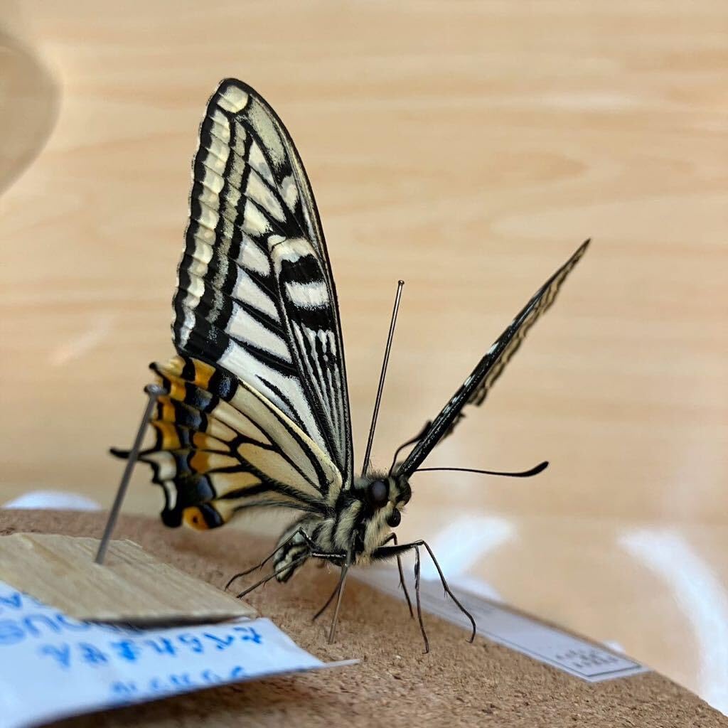 Amazon.co.jp: 昆虫標本アゲハチョウ ガラスケース入り : おもちゃ